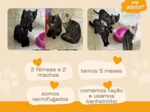 Gato raça SRD-ViraLata idade 2 a 6 meses nome Família com 4 gatinhos