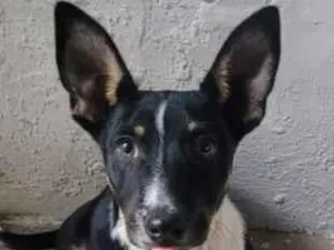 Cachorro raça SRD-ViraLata idade 7 a 11 meses nome Thor