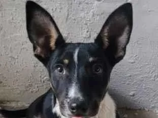 Cachorro raça SRD-ViraLata idade 7 a 11 meses nome Thor