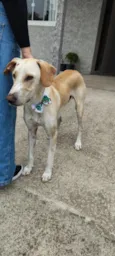 Cachorro raça SRD-ViraLata idade 3 anos nome Chico