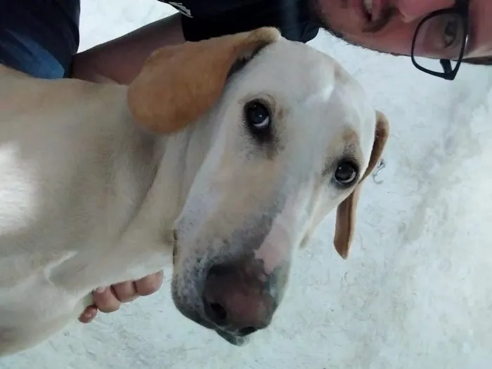 Cachorro raça SRD-ViraLata idade 3 anos nome Chicho 