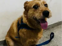 Cachorro raça SRD-ViraLata idade 1 ano nome Gaetão 