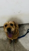Cachorro raça SRD-ViraLata idade 1 ano nome Gaetão 