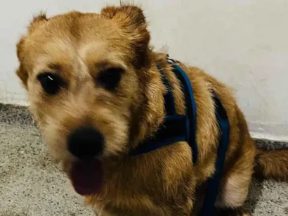 Cachorro raça SRD-ViraLata idade 1 ano nome Gaetão 