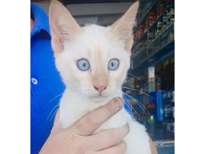 Gato raça SRD-ViraLata idade 2 a 6 meses nome Gael 