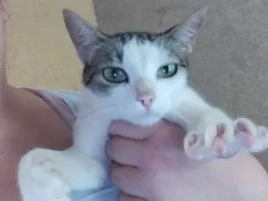 Gato raça SRD-ViraLata idade 1 ano nome Nina