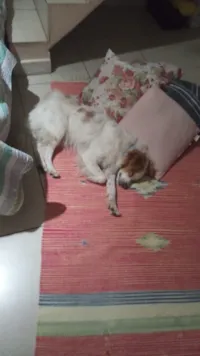 Cachorro raça Poodle idade 1 ano nome Firmino