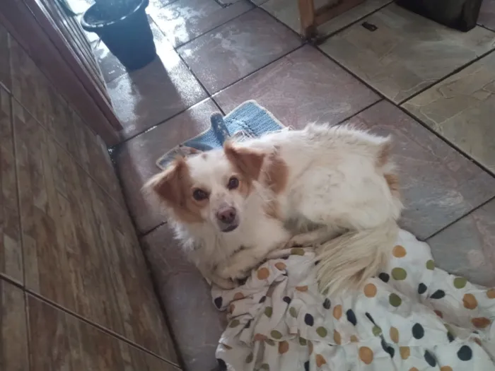 Cachorro raça Poodle idade 1 ano nome Firmino