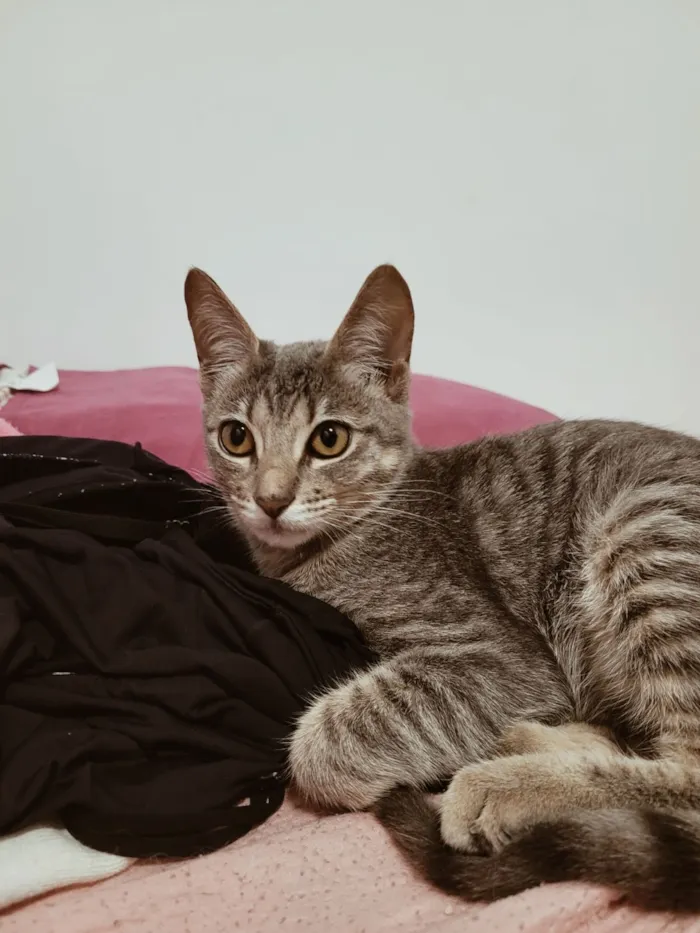 Gato raça SRD-ViraLata idade 1 ano nome Lua