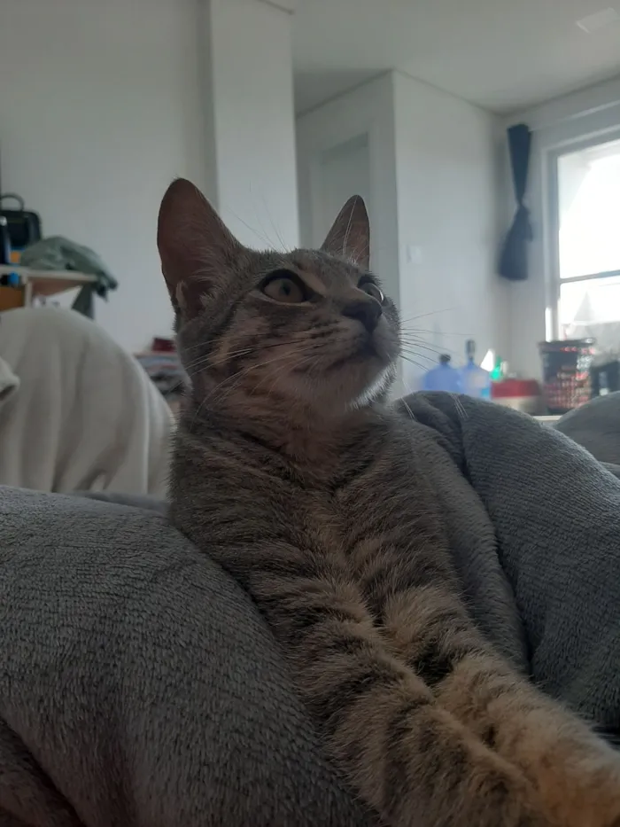 Gato raça SRD-ViraLata idade 1 ano nome Lua