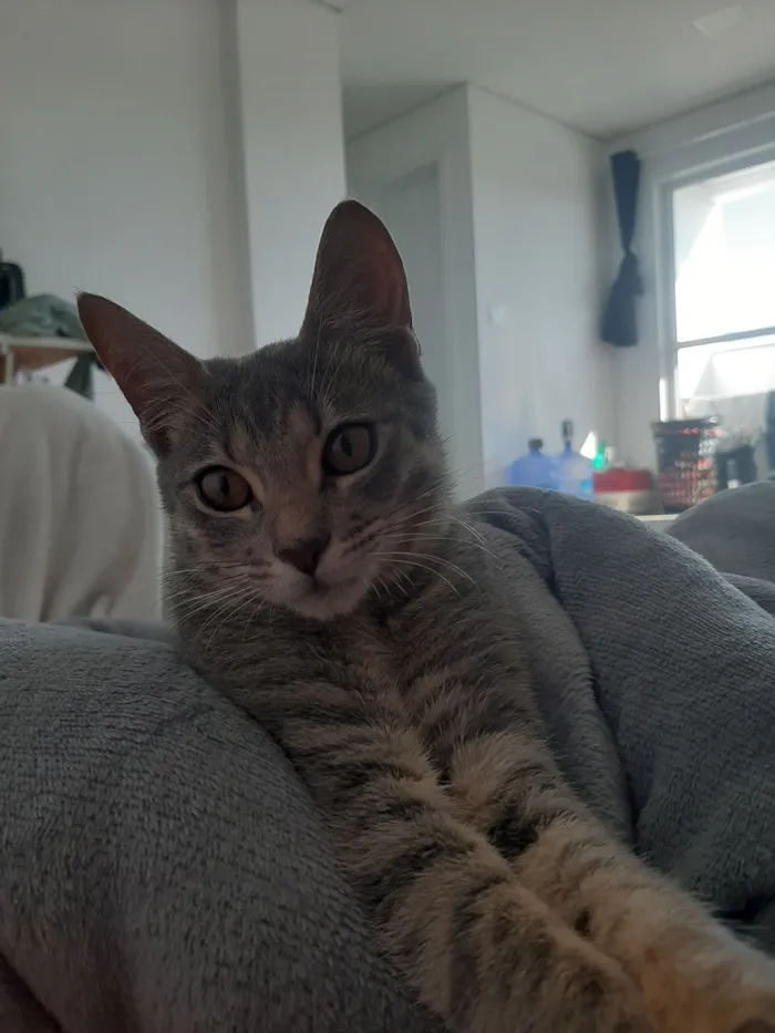 Gato raça SRD-ViraLata idade 1 ano nome Lua