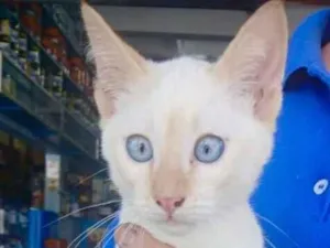 Gato raça SRD-ViraLata idade 2 a 6 meses nome Gael 