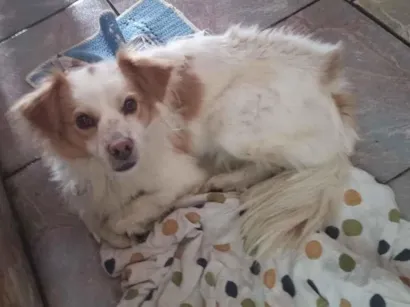 Cachorro raça Poodle idade 1 ano nome Firmino