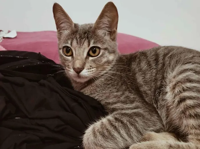 Gato raça SRD-ViraLata idade 1 ano nome Lua