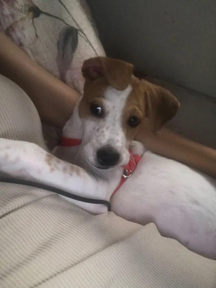 Cachorro raça SRD-ViraLata idade 2 a 6 meses nome Livi