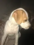 Cachorro raça SRD-ViraLata idade 2 a 6 meses nome Livi