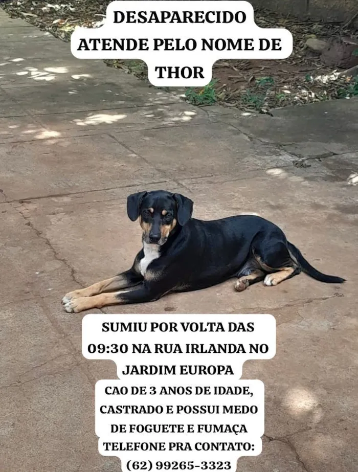 Cachorro raça SRD-ViraLata idade 3 anos nome Thor