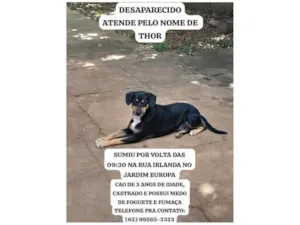 Cachorro raça SRD-ViraLata idade 3 anos nome Thor