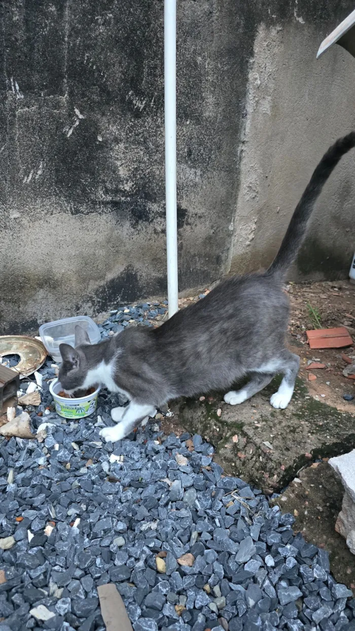 Gato raça SRD-ViraLata idade 1 ano nome Gatinha prenha com 2 filhotes