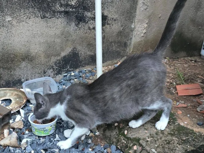 Gato raça SRD-ViraLata idade 1 ano nome Gatinha prenha com 2 filhotes