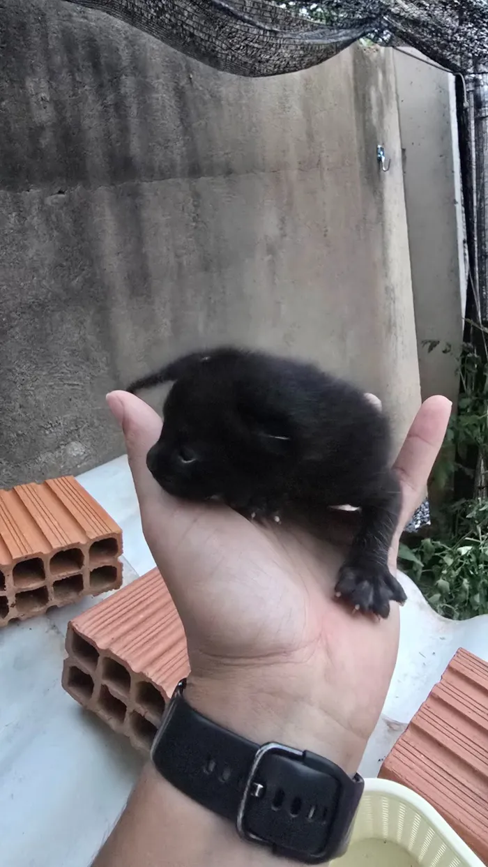 Gatinha prenha com 2 filhotes