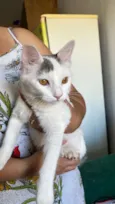 Gato raça SRD-ViraLata idade 2 a 6 meses nome Mia
