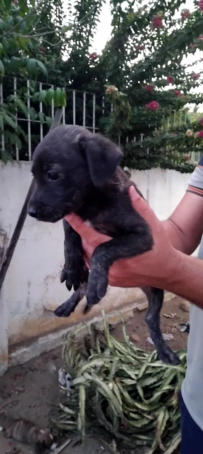 RITA DE CASSIA DA SILVA