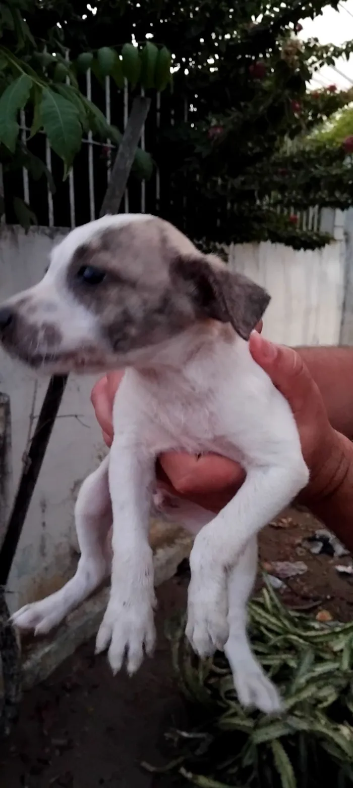 RITA DE CASSIA DA SILVA