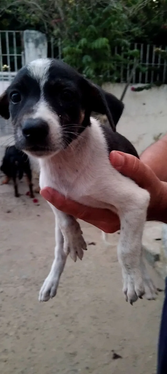 Cachorro raça SRD-ViraLata idade 2 a 6 meses nome RITA DE CASSIA DA SILVA