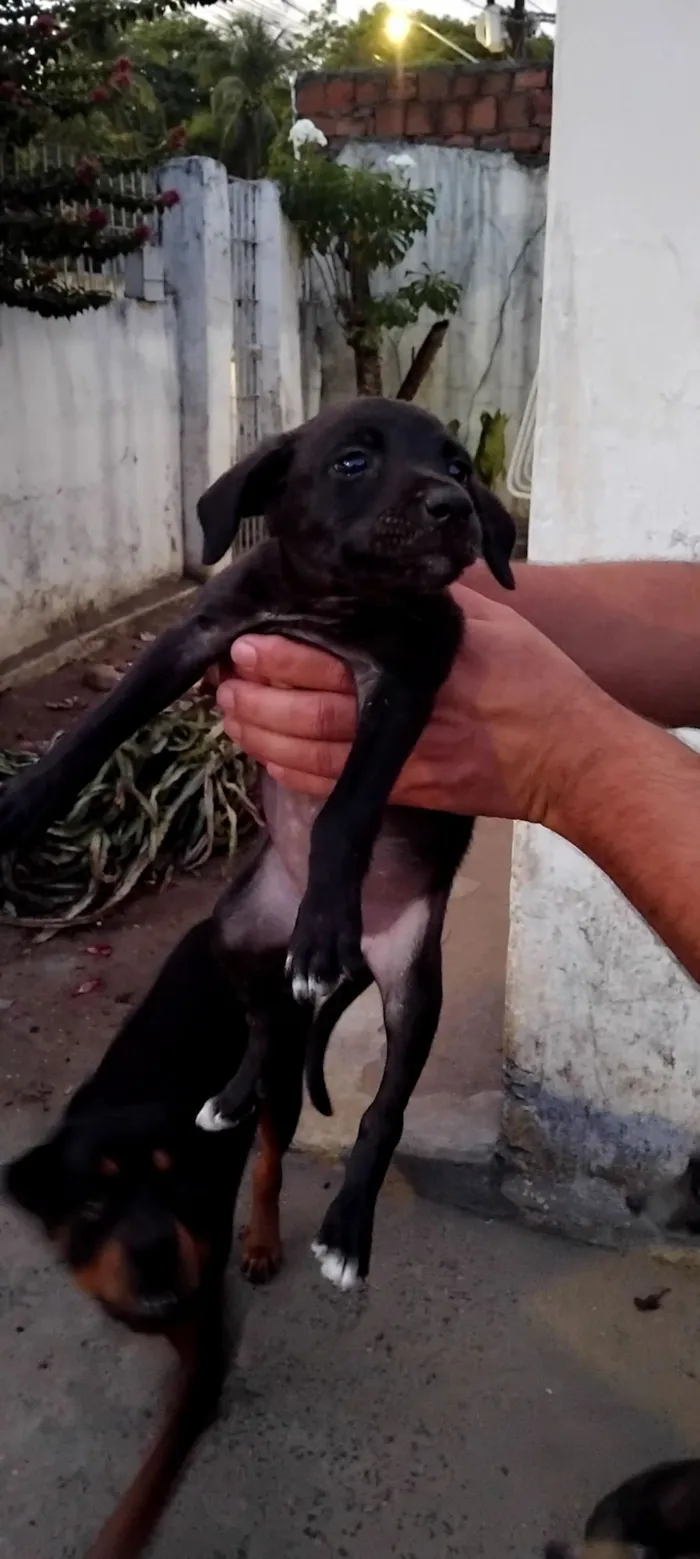 Cachorro raça SRD-ViraLata idade 2 a 6 meses nome RITA DE CASSIA DA SILVA