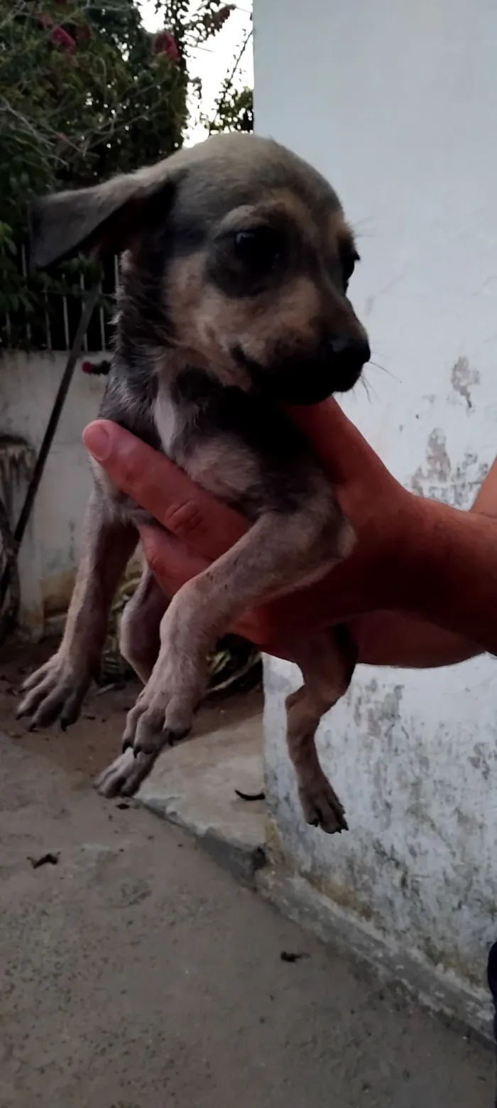 Cachorro raça SRD-ViraLata idade 2 a 6 meses nome RITA DE CASSIA DA SILVA
