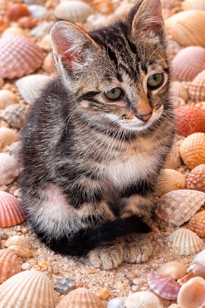 Gato raça SRD-ViraLata idade Abaixo de 2 meses nome Maricota