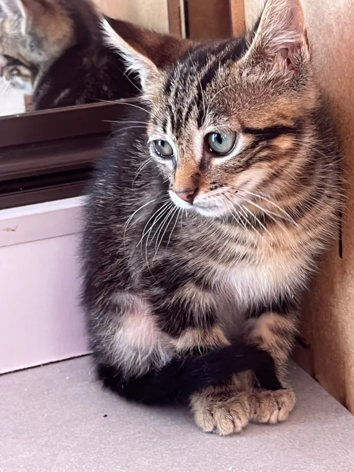 Gato raça SRD-ViraLata idade Abaixo de 2 meses nome Maricota