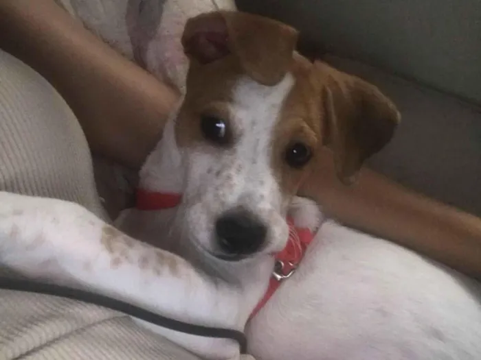 Cachorro raça SRD-ViraLata idade 2 a 6 meses nome Livi