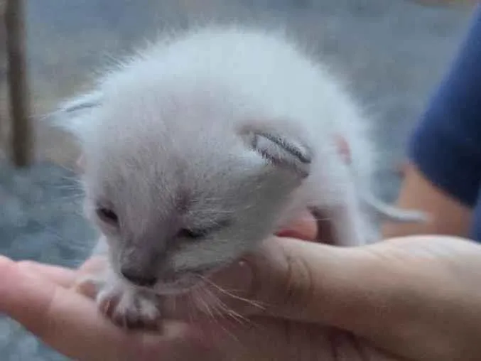 Gato raça SRD-ViraLata idade 1 ano nome Gatinha prenha com 2 filhotes