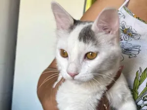 Gato raça SRD-ViraLata idade 2 a 6 meses nome Mia