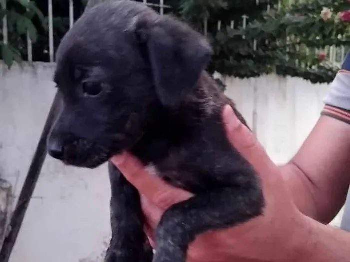 Cachorro raça SRD-ViraLata idade 2 a 6 meses nome RITA DE CASSIA DA SILVA