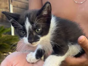 Gato raça SRD-ViraLata idade Abaixo de 2 meses nome Irmãozinhos