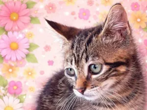 Gato raça SRD-ViraLata idade Abaixo de 2 meses nome Maricota