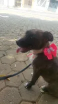 Cachorro raça SRD-ViraLata idade 2 anos nome Estrela