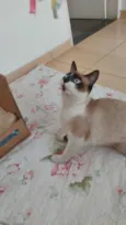 Gato raça Siamês idade 7 a 11 meses nome Princesa