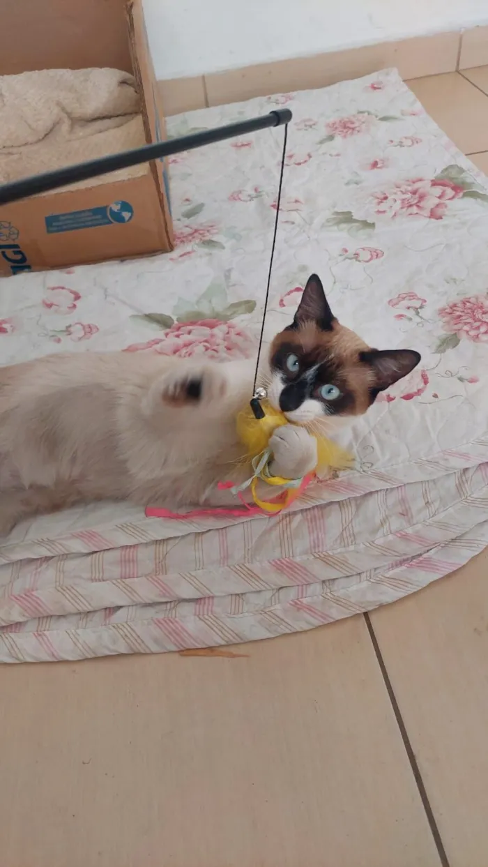 Gato raça Siamês idade 7 a 11 meses nome Princesa