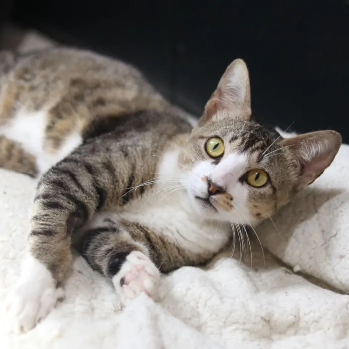 Gato raça SRD-ViraLata idade 7 a 11 meses nome Podrick