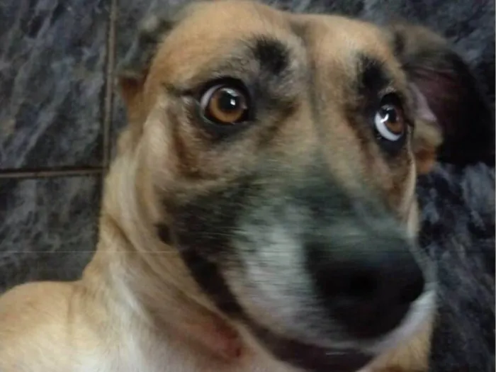 Cachorro raça SRD-ViraLata idade 4 anos nome Ravena 