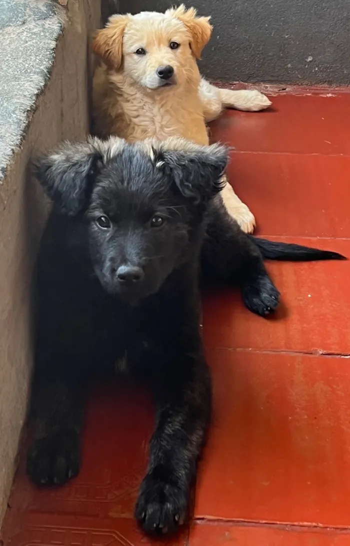 Cachorro raça SRD-ViraLata idade 7 a 11 meses nome Ursa