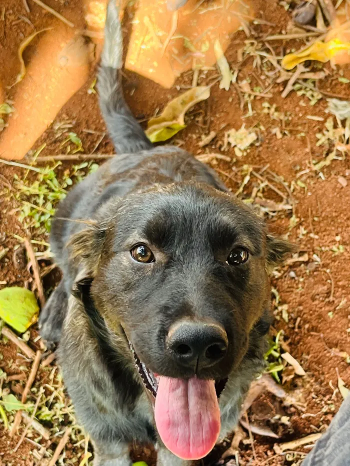 Cachorro raça SRD-ViraLata idade 7 a 11 meses nome Ursa