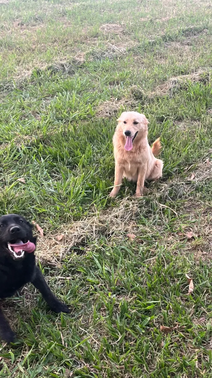 Cachorro raça SRD-ViraLata idade 7 a 11 meses nome Ursa