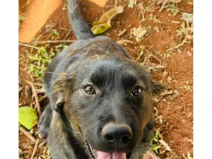 Cachorro raça SRD-ViraLata idade 7 a 11 meses nome Ursa