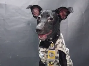 Cachorro raça SRD-ViraLata idade 2 a 6 meses nome Leopoldo 