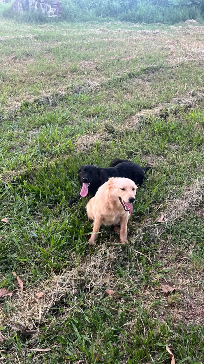 Cachorro raça SRD-ViraLata idade 7 a 11 meses nome Mel